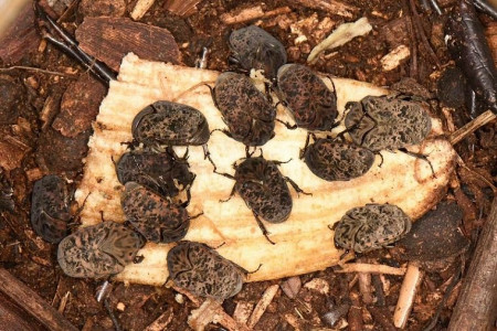 Investigan a especie de escarabajo como productor de fertilizante orgánico